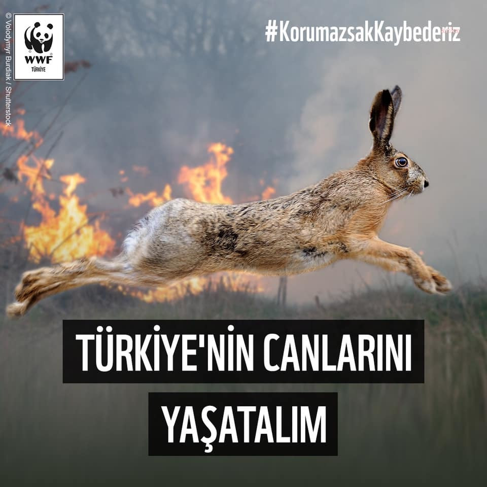 WWF Türkiye, Yangından Etkilenen Canlılar için Harekete Geçti - Resim: 1