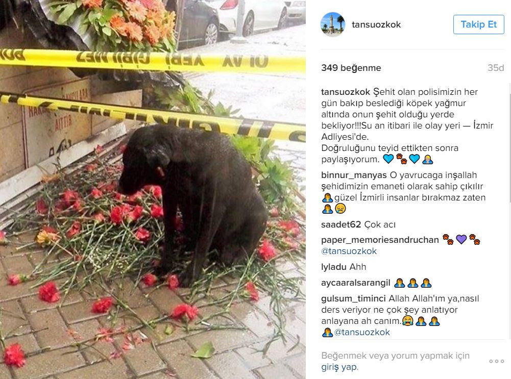 Şehit polis Fethi Sekin'i bekliyordu; boynu bükük köpek yuva buldu - Resim: 1