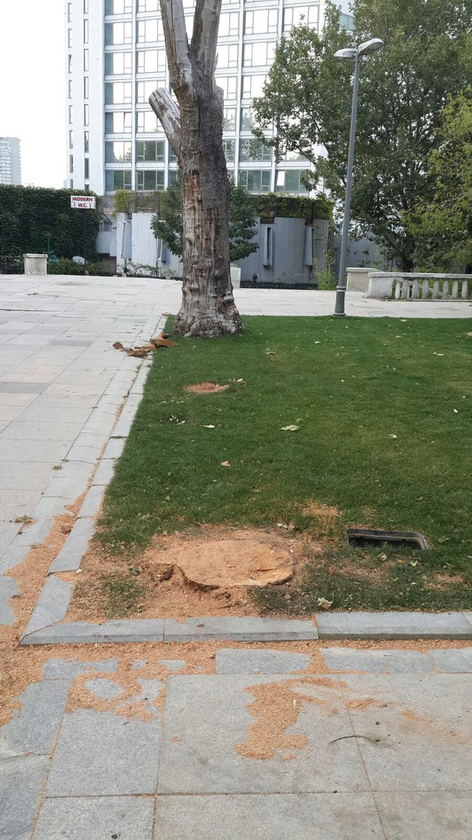 Tuncay Özkan: Gezi Parkı'nda ağaç katliamı yapılıyor! - Resim: 1