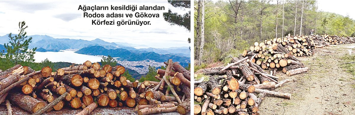 marmaris te vicdanlari yaralayan agac
