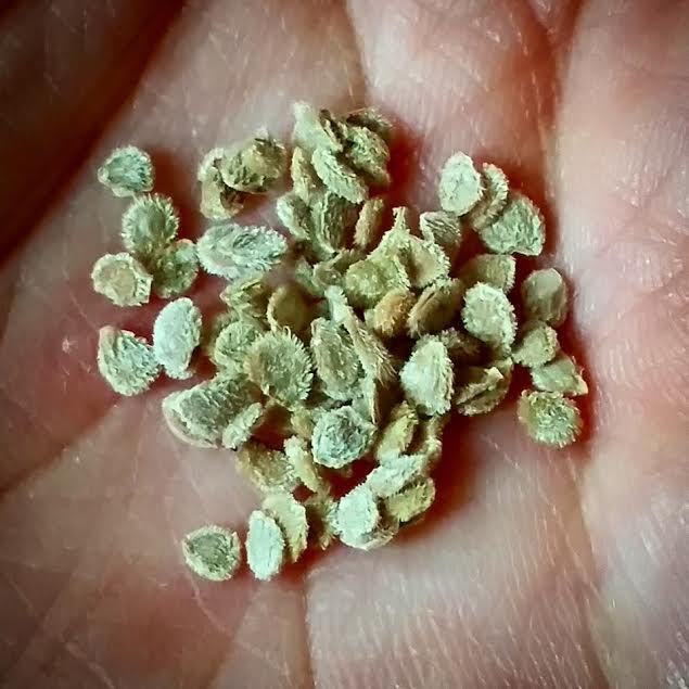 Tohum olduğumuzu bilmiyorlardı... - Resim: 3