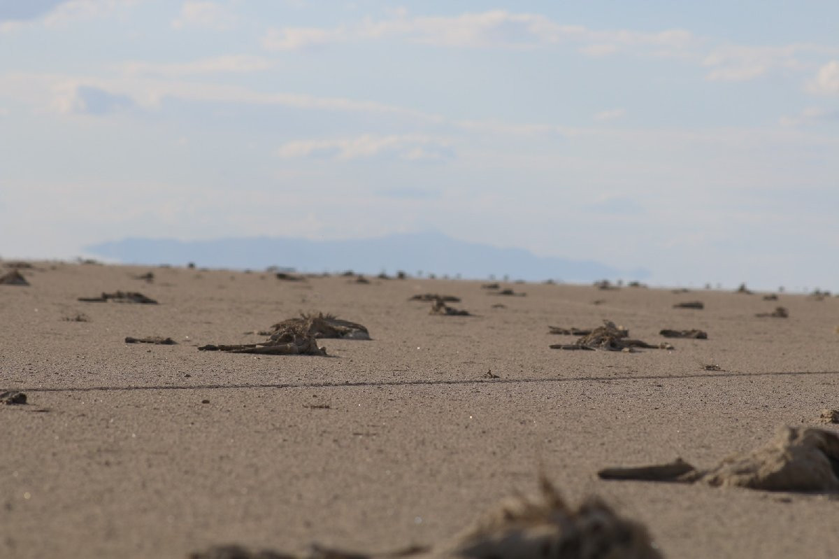 Tuz Gölü Kurudu, Binlerce Flamingo Yavrusu Öldü - Resim: 1
