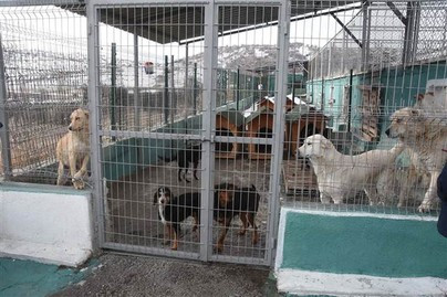 Kütahya'da hayvanseverleri ayağa kaldıran korkunç görüntü! - Resim: 2