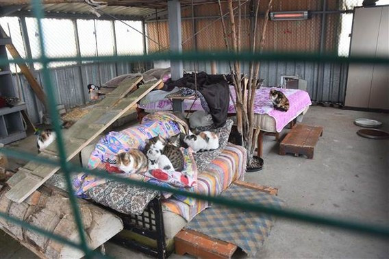 Kütahya'da hayvanseverleri ayağa kaldıran korkunç görüntü! - Resim: 1