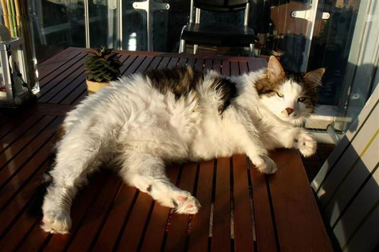 7,5 kiloluk kedi görenlerin ağzını açıkta bıraktı - Resim: 1