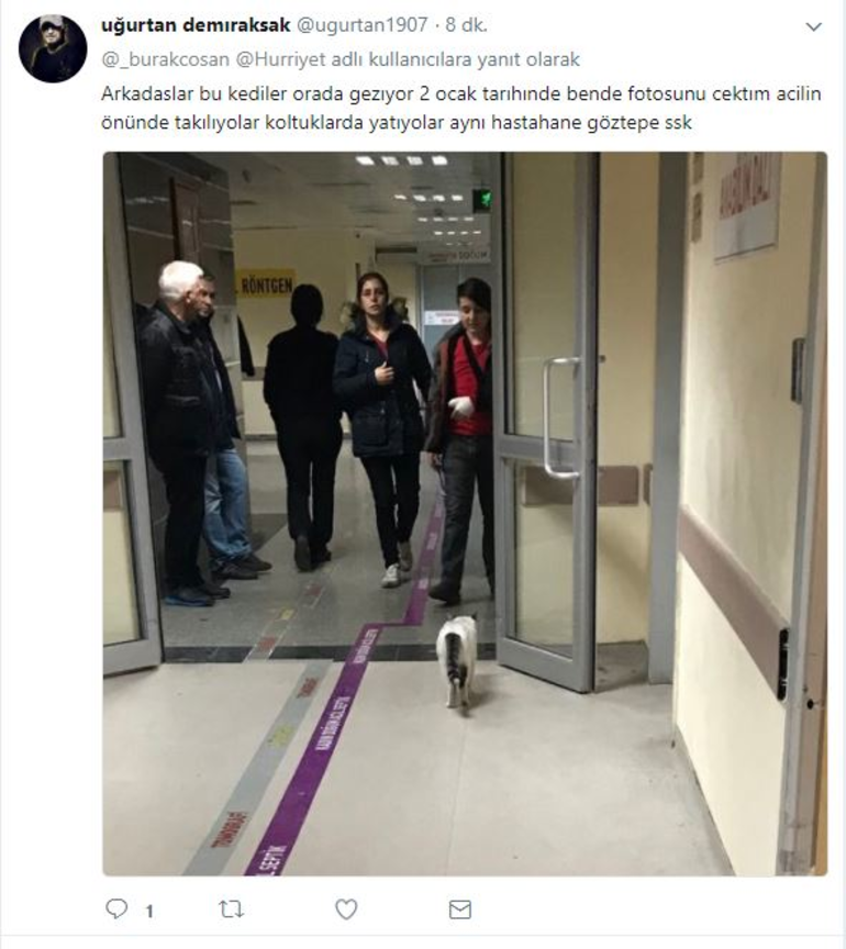 Sabah ve Hürriyet'in acil servisteki kedi kavgası - Resim: 4