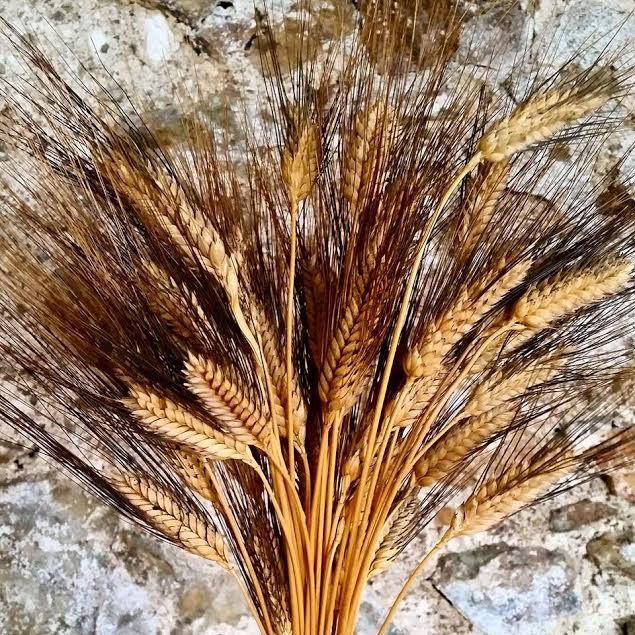 Tohum olduğumuzu bilmiyorlardı... - Resim: 2