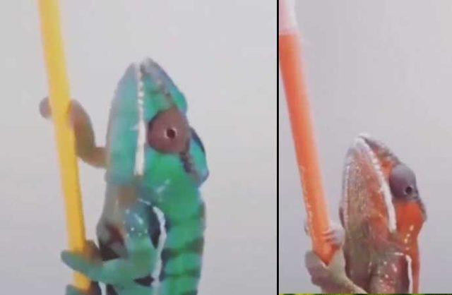 Şahan Gökbakar'dan Bukalemun Medya Paylaşımı: Ülkemizde Bir Grup Basın! - Resim: 1