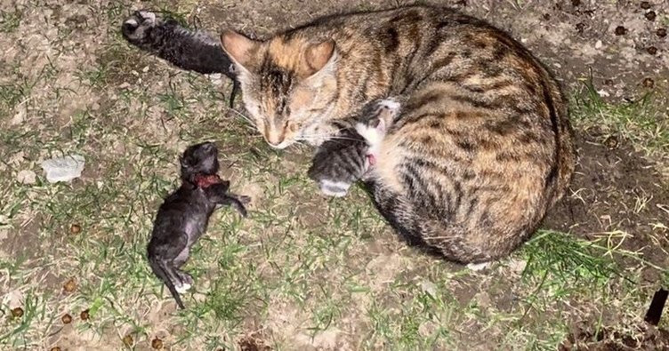 İstanbul'da Skandal Olay: Yavru Kedileri Vahşice Öldürdü - Resim: 1
