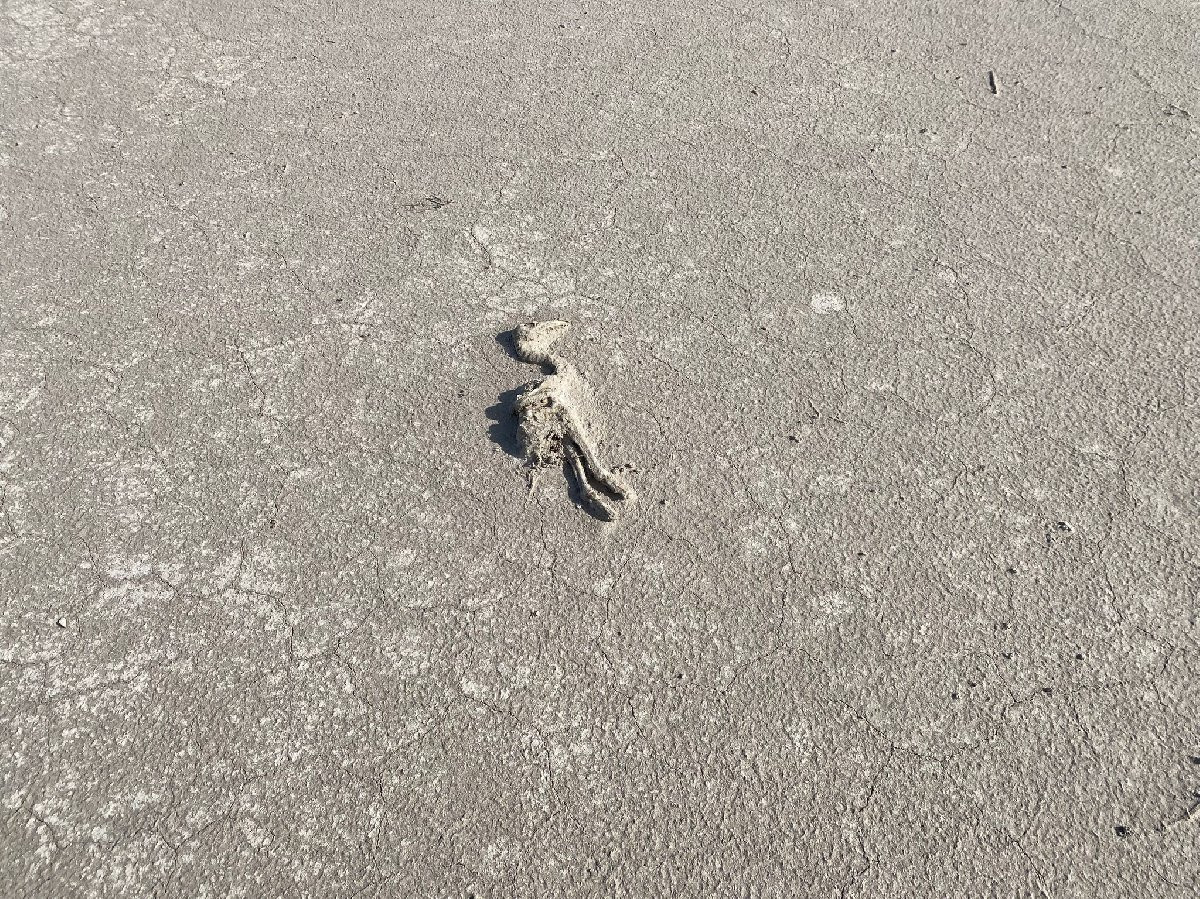 Tuz Gölü Kurudu, Binlerce Flamingo Yavrusu Öldü - Resim: 2