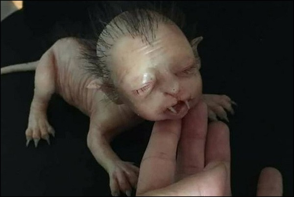 Sosyal medya gizemli yaratığı konuşuyor - Resim: 1