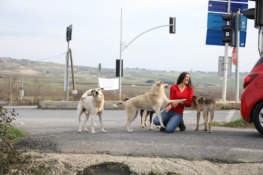 THY Hostesi Sokak Hayvanlarının Yardım Meleği Oldu - Resim: 2