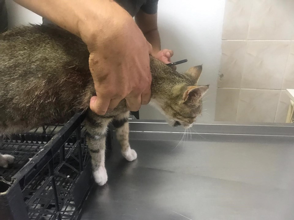 hamile kediyi olduren pitbull un