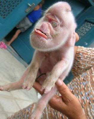 Tüyler ürperten deney! Yarısı insan yarısı domuz! - Resim: 1