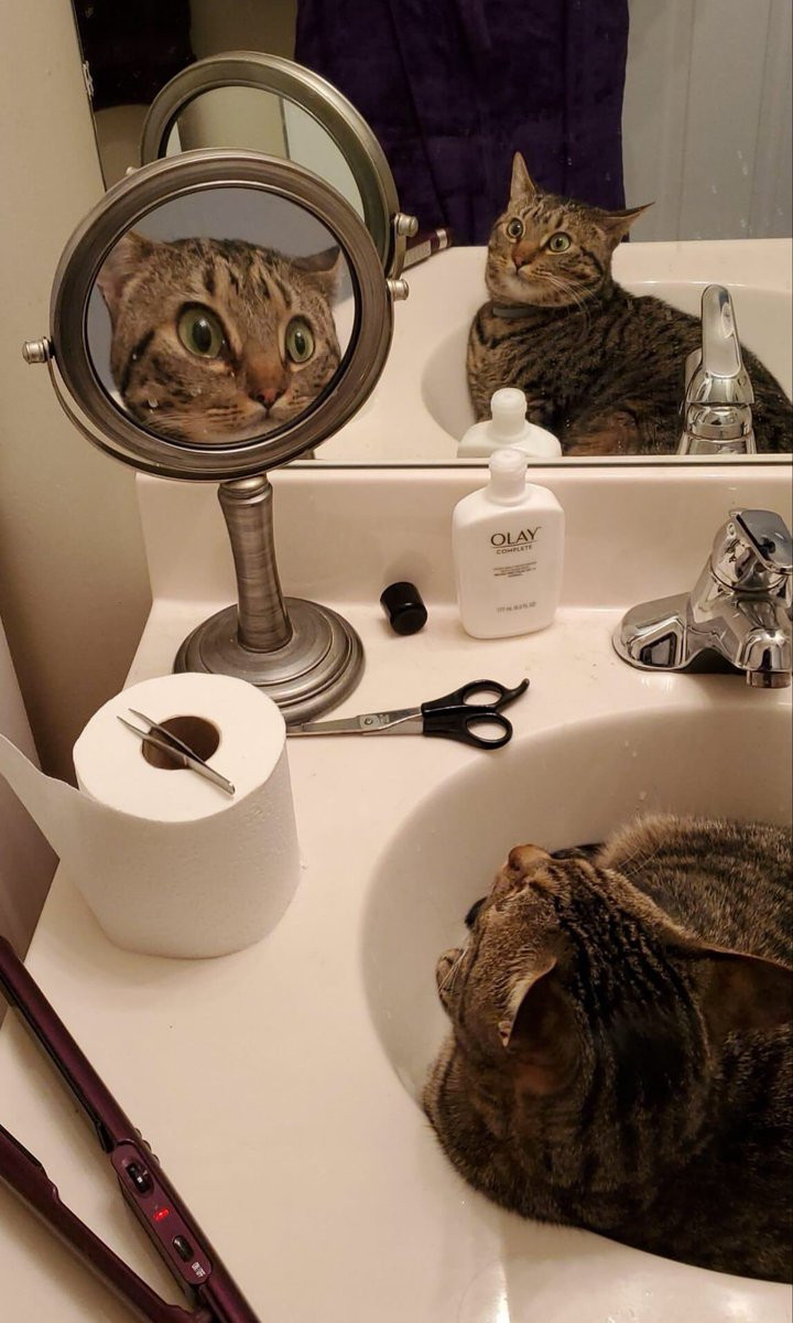 Ayna karşısındaki görüntüsünü tanıyamayan kedi, sosyal medyada viral