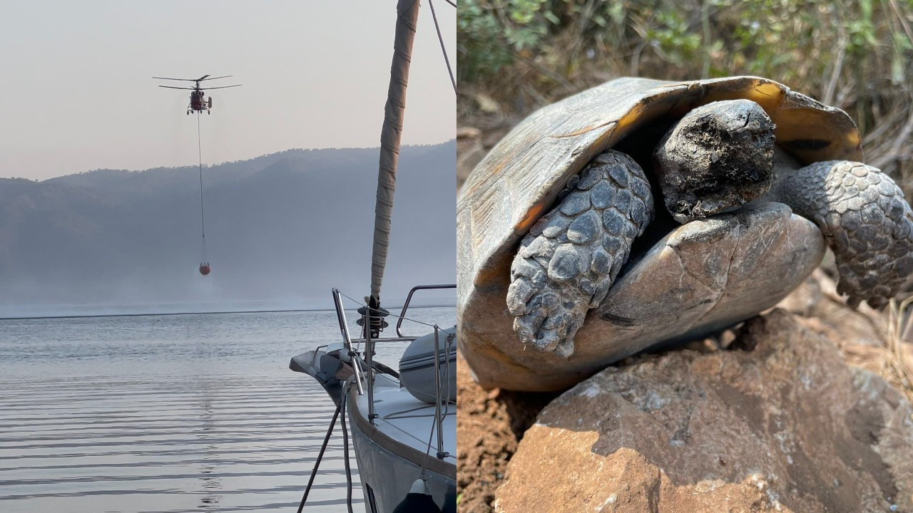 Fatih Portakal Saray ve RTÜK’ü Etiketleyerek Paylaştı - Resim: 2