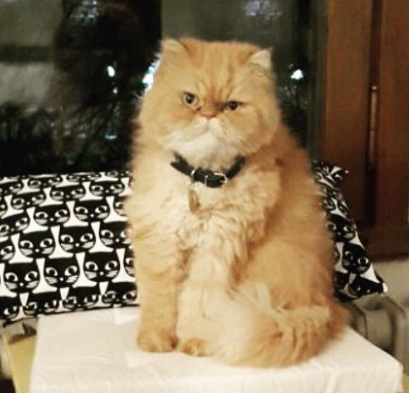 Gupse Özay ile Barış Arduç'u üzen gelişme! Kayıp ilanı verdiler! - Resim: 1