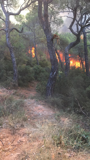 Son Dakika: Heybeliada'da Yangın - Resim: 2