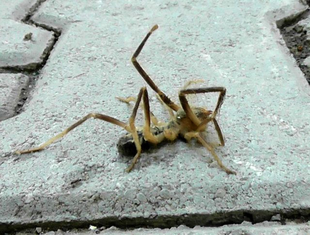 Konya'da et yiyen örümcek korkusu: Zehri insanı öldürüyor - Resim: 1