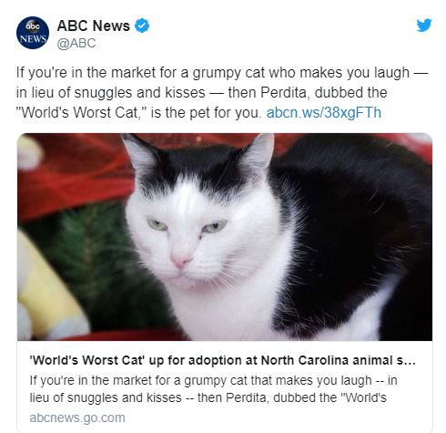 Dünyanın en kötü kedisi Perdita yuva arıyor - Resim: 1
