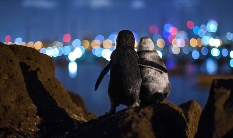 Eşlerini kaybetmiş iki penguenin birbirini teselli ettiği anlar - Resim: 1