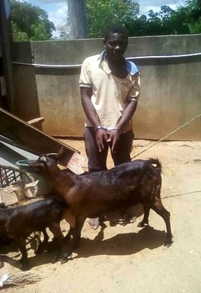 Keçiye tecavüz ederken yakalandı, savunması pes dedirtti - Resim: 1