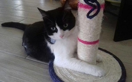 Bir garip davada karar! Komşuya kaçan kedi kiminle yaşayacak? - Resim: 1