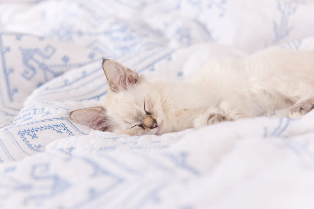 Kediniz sizi seviyor mu? İşte kedilerin sevgisine işaret eden 9 hareket - Resim: 2