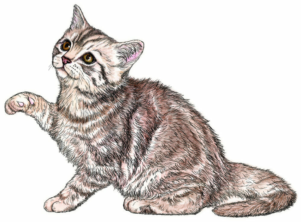 Kediniz sizi seviyor mu? İşte kedilerin sevgisine işaret eden 9 hareket - Resim: 3