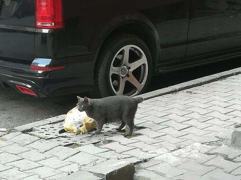 İstanbul'da sayıları çoğalan kuyruğu kesik kedilerin sırrı ne? - Resim: 1