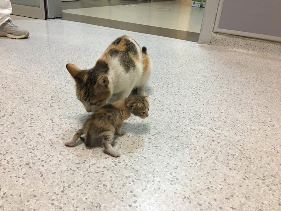 Anne kedi, hasta olan yavrusunu acil servise böyle getirdi - Resim: 2