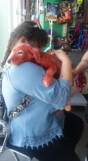 Bunu insan yaptı: Köpeğin tüylerini kırmızıya boyadılar - Resim: 2