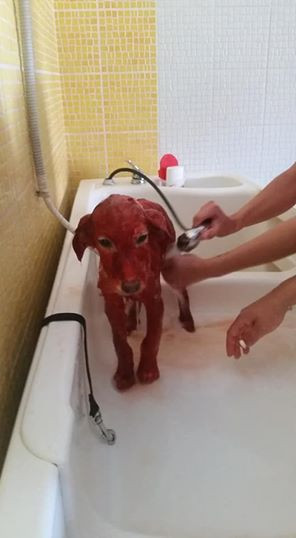 Bunu insan yaptı: Köpeğin tüylerini kırmızıya boyadılar - Resim: 1