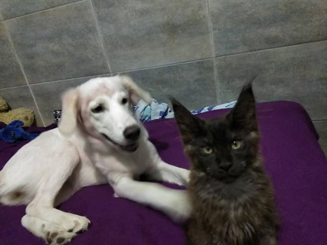 Bunu insan yaptı: Köpeğin tüylerini kırmızıya boyadılar - Resim: 3