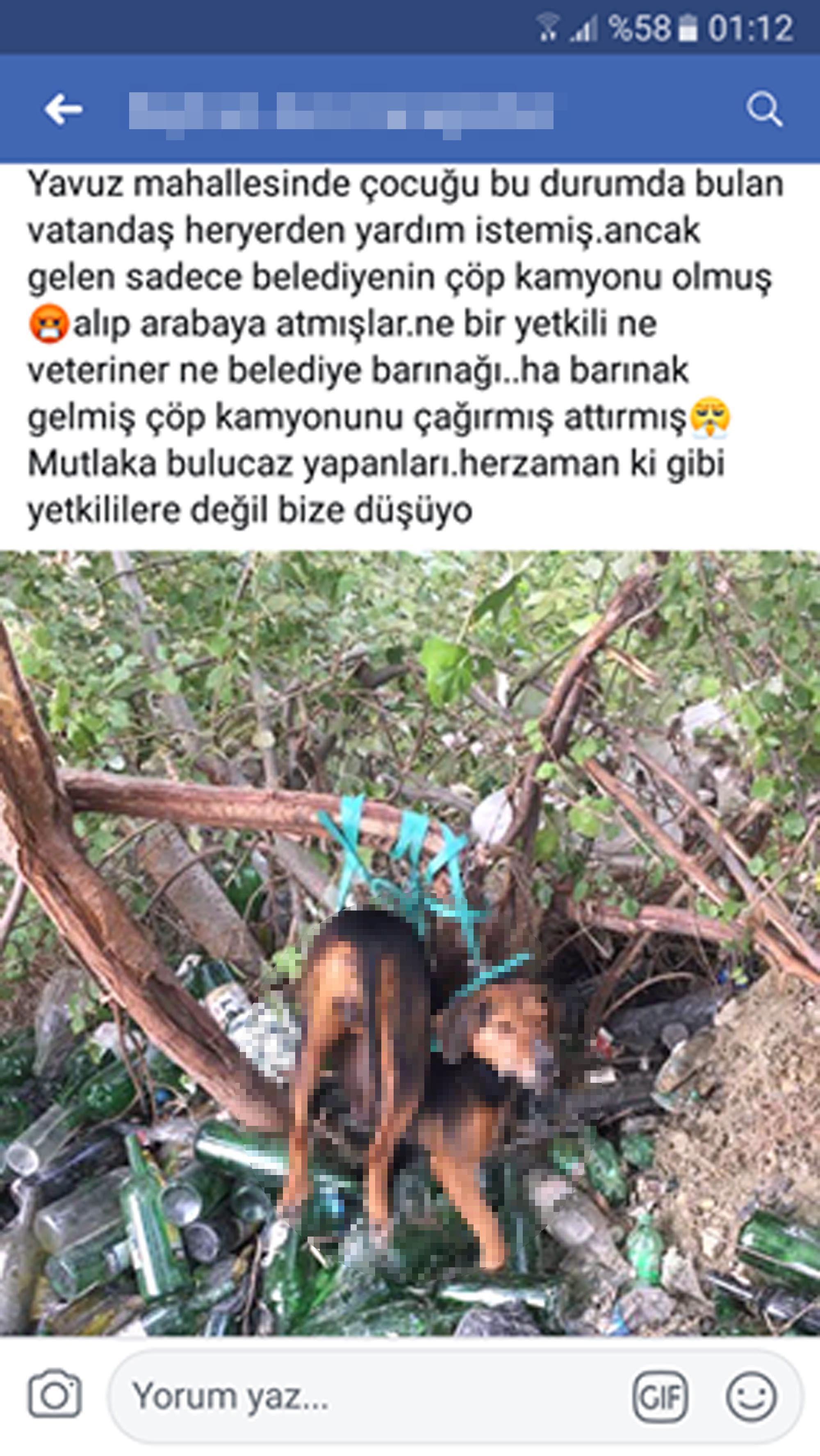 100 kişiden 1'i farkedebildi! Resimdeki hayvanı görebiliyor musunuz? - Resim: 2