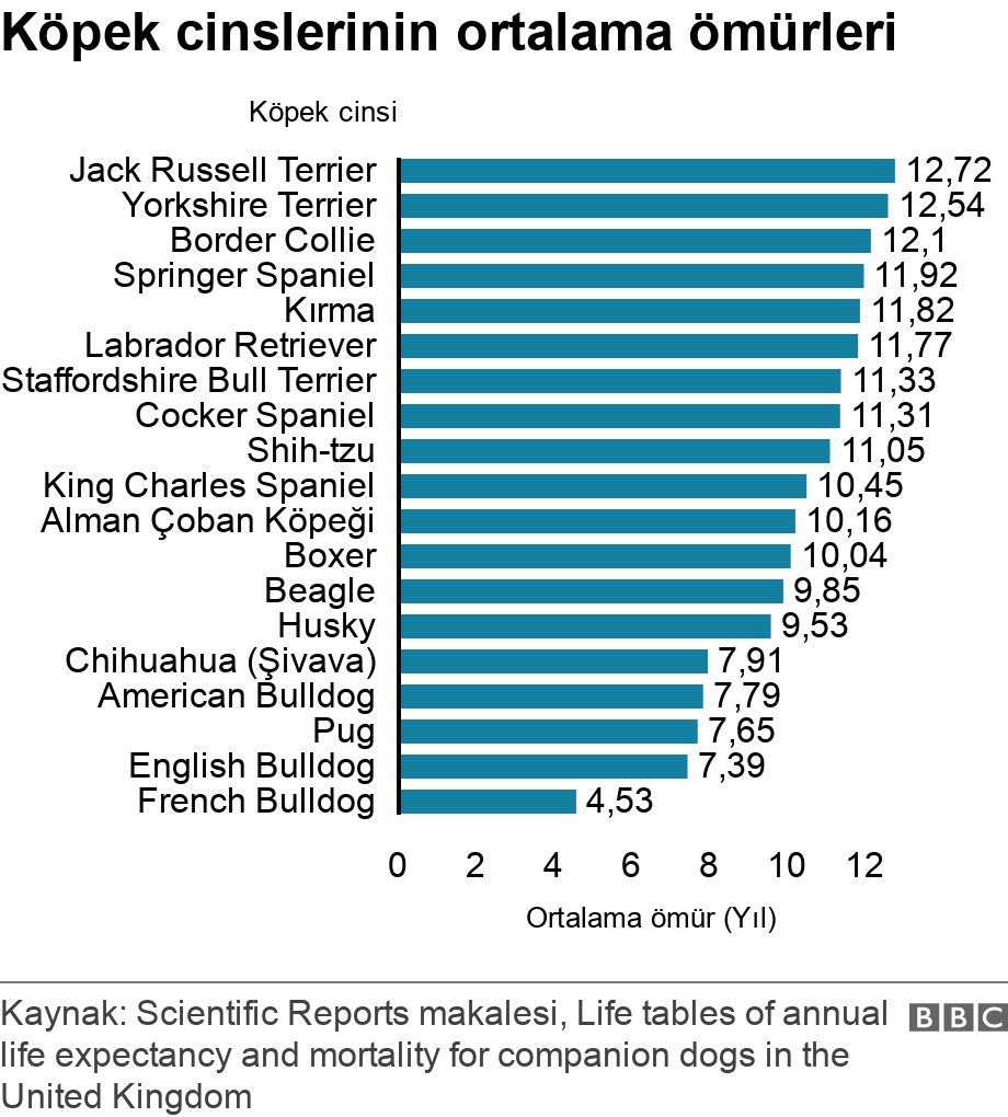 Köpeklerin Cinslerine Göre Ömürleri Belli Oldu - Resim: 1