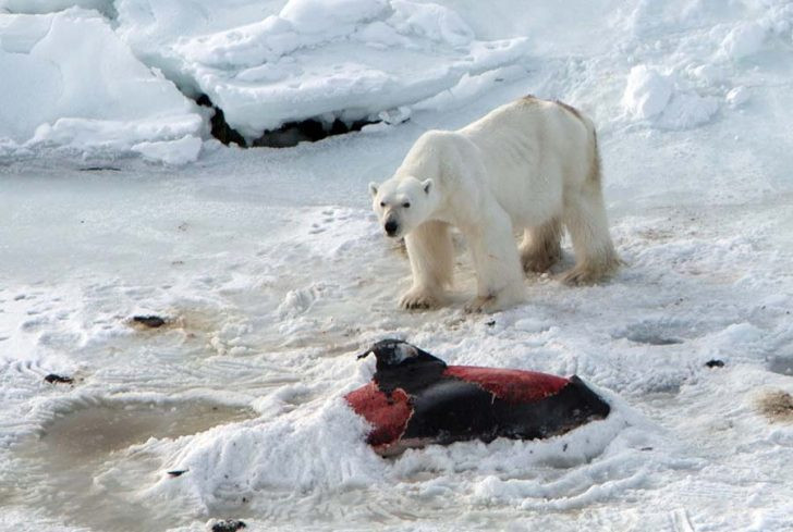Buzulların erimesiyle kutup ayıları yunusları yemeye başladı! - Resim: 1