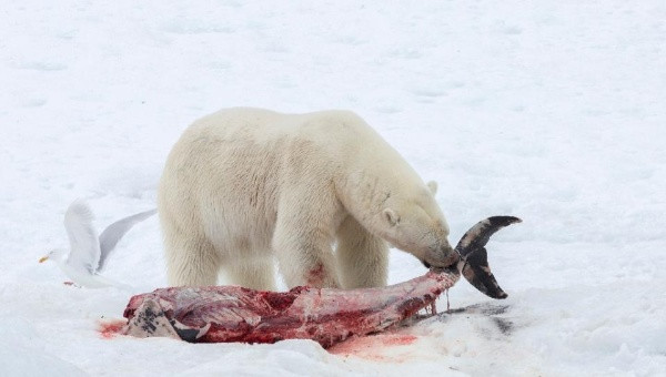 Buzulların erimesiyle kutup ayıları yunusları yemeye başladı! - Resim: 2