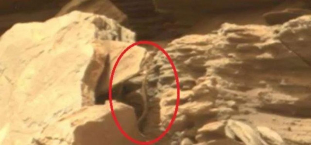 Mars'tan gelen son fotoğraf akıllara durgunluk verdi! Bu yaratık... - Resim: 1
