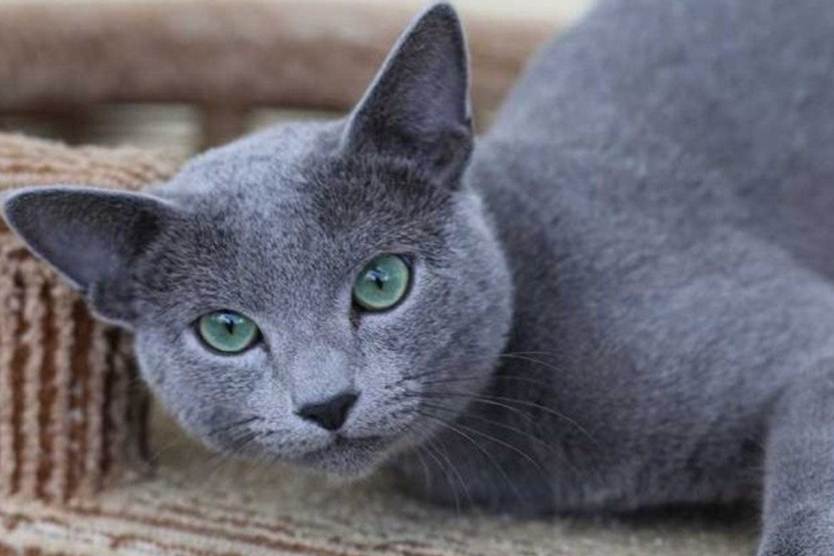 Bu da Oldu! Uluslararası Kedi Federasyonundan Rus Kedilerine Yaptırım - Resim: 1