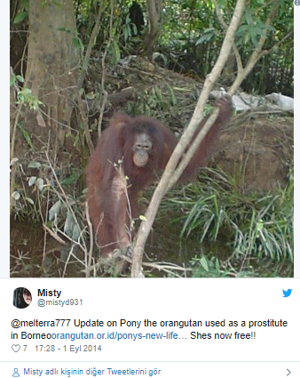 Endonezya'da iğrenç olay! Orangutan'ı genelevde 6 yıl boyunca çalıştırdılar - Resim: 1