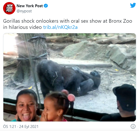 Hayvanat Bahçesinde Goriller Oral Seks Yaptı: Veliler ve Çocuklar Panikledi - Resim: 1