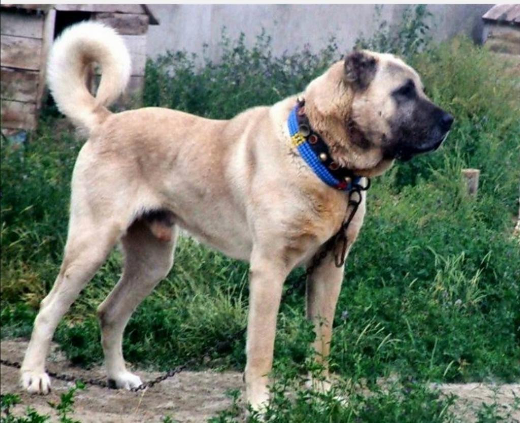 Sivas'ta çığlık yükseliyor! Kangalları yok edecekler, bir şeyler yapın! - Resim: 1