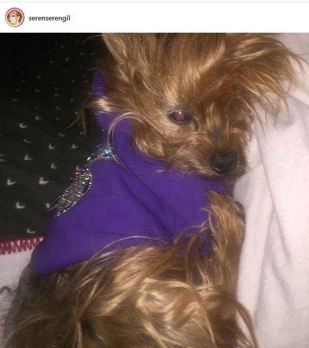 Seren Serengil köpekleri üzerinden Özay Bakır’a gönderme yaptı - Resim: 1