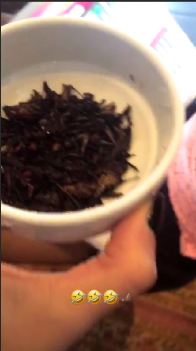 Şeyma Subaşı kızı Melisa'ya böcek yedirmeye çalıştı! - Resim: 1