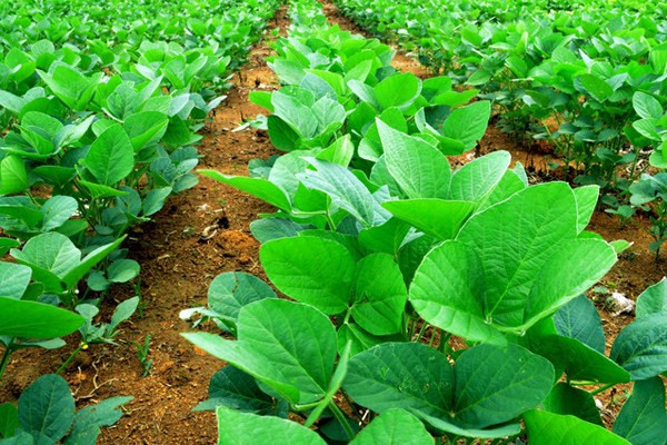 Doğadan gelen güzellik sırları: Bitkisel Kök Hücreler - Resim: 3