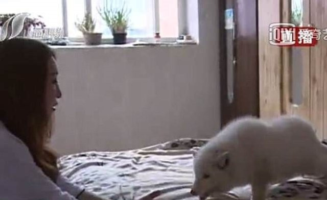 Köpek diye satın aldı, bakın ne çıktı! - Resim: 1