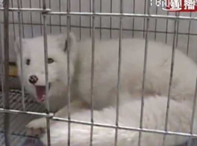 Köpek diye satın aldı, bakın ne çıktı! - Resim: 2