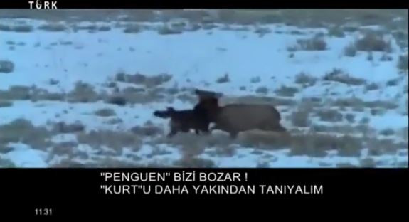 MHP'nin kanalı Kurultay sırasında kurt belgeseli yayınladı - Resim: 1